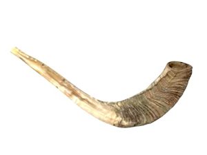 Traditional KOSHER Shofar From Israel 10" - 12": ODORLESS Ram’s Horn Shofar | Smooth Mouthpiece for Easy Blowing Ancient Jewish Musical Instrument (12-14)